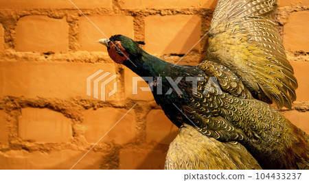 Capercaillie bird mannequin hangs on a brick wall. The concept of hunting trophies. Copy space for text. Close-up Capercaillie bird mannequin hangs on a brick wall. The concept of hunting trophies. Copy space for text. Close-up 104433237