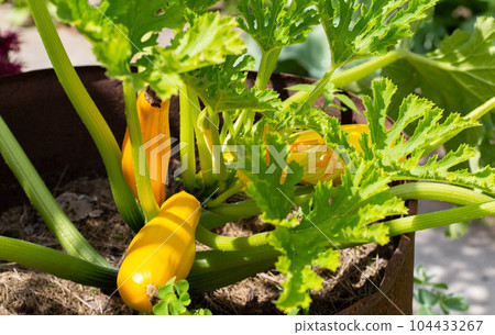 Growing beautiful yellow zucchini in the ground on a sunny day in summer. Agriculture, growing vegetables. Growing beautiful yellow zucchini in the ground on a sunny day in summer. Agriculture, growing vegetables. 104433267