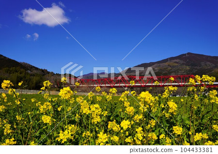赤刀和油菜花田 104433381