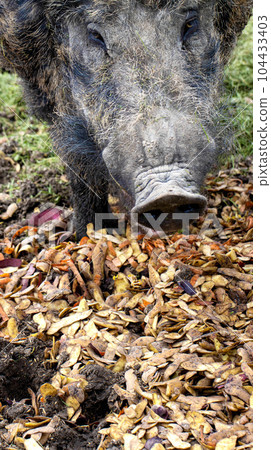 Big wild boar eats peeling potatoes in nature. Hunting for a wild boar, close-up 104433403