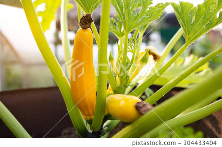 Beautiful yellow zucchini grows in the ground. Growing vegetables in the country. Summer sunny day, vegetarian. Squash 104433404