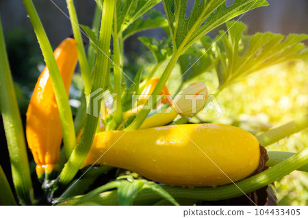 Growing beautiful yellow zucchini in the ground on a sunny day in summer. Agriculture, growing vegetables. Growing beautiful yellow zucchini in the ground on a sunny day in summer. Agriculture, growing vegetables. 104433405