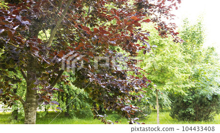 Beautiful tree with dark leaves European beech. Nature Beautiful tree with dark leaves European beech. Nature 104433408