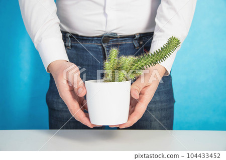 A male office worker holds a cactus pot at groin level. The concept of chronic male diseases in office workers. Sedentary lifestyle, diseases of urology, close-up 104433452