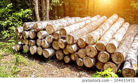 Heaps of birch logs lie in the forest in a clearing. The concept of logging timber. Business on forest products, import and export of timber. Forest area 104433455