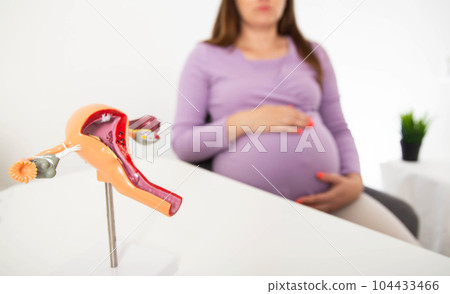 Model of the female reproductive system against the background of a pregnant girl. The concept of urogenital genital infections, mycoplasma and trichomoniasis during pregnancy. Model of the female reproductive system against the background of a pregnant girl. The concept of urogenital genital infections, mycoplasma and trichomoniasis during pregnancy. 104433466