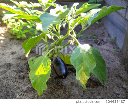 Growing eggplant vegetables in the ground in the garden in sunny weather, agriculture Growing eggplant vegetables in the ground in the garden in sunny weather, agriculture 104433487