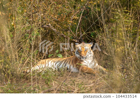 eye level shot of wild female bengal tiger or tigress or panthera tigris close up or portrait with eye contact in winter season safari at jim corbett national park ramnagar uttarakhand india asia 104433514