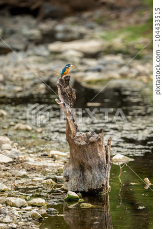 wild moment a male common kingfisher or Alcedo atthis a colorful bird hunting or killing small fish in his beak perched on tree trunk near water body ranthambore national park forest rajasthan india 104433515