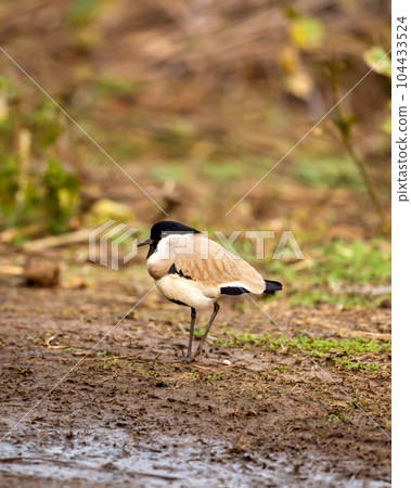 Near threatned bird river lapwing or Vanellus duvaucelii bird closeup or portrait at dhikala zone of jim corbett national park forest or tiger reserve uttarakhand india asia 104433524