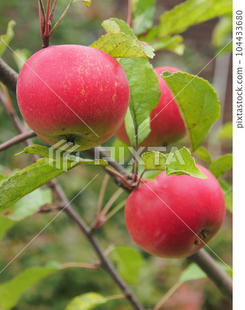 Apples are large, bright fruits on a branch, close-up. Ripe fruits of apples, fruits full of vitamins, healthy nutrition. Apples are large, bright fruits on a branch, close-up. Ripe fruits of apples, fruits full of vitamins, healthy nutrition. 104433680