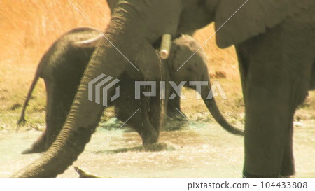 African elephant baby plays in the muddy water among other adult elephants 104433808