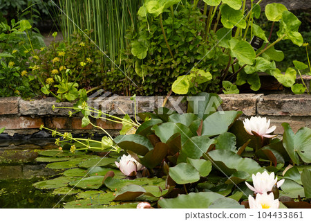 Pond with water lilies in the botanical garden Pond with water lilies in the botanical garden 104433861