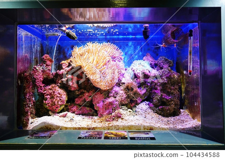Otaru Aquarium Donut-shaped sea anemone Otaru Aquarium Donut-shaped sea anemone 104434588