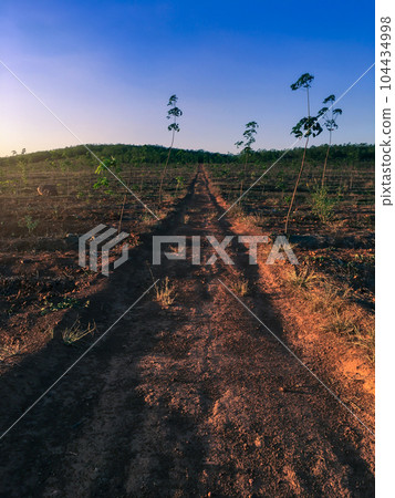 Rubber tree, latex rubber plantation and tree rubber southern Thailand 104434998
