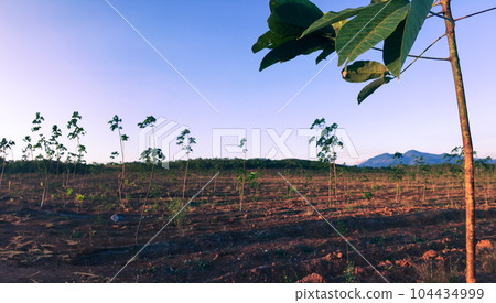 Rubber tree, latex rubber plantation and tree rubber southern Thailand 104434999