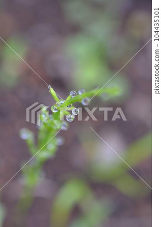 Drop on the leaves Drop on the leaves 104435101