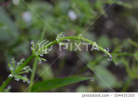 落在樹葉上 落在樹葉上 104435103