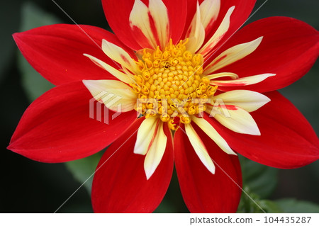 The harmonious appearance of the flowers enhances their beauty - san 104435287