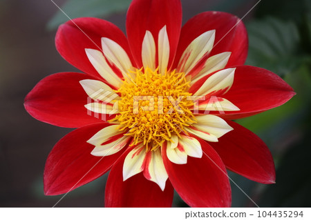 The harmonious flower shape enhances the beauty. 104435294