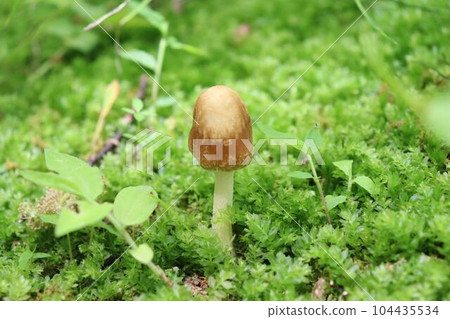 Mushrooms growing in the forest 104435534