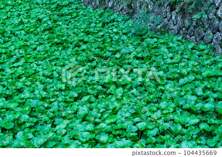 Wasabi grown in the wasabi fields under Joren Falls 2, Izu City, Shizuoka Prefecture Wasabi grown in the wasabi fields under Joren Falls 2, Izu City, Shizuoka Prefecture 104435669