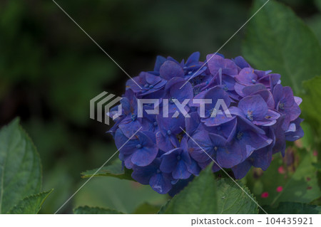 三宮寺的繡球花六月 104435921