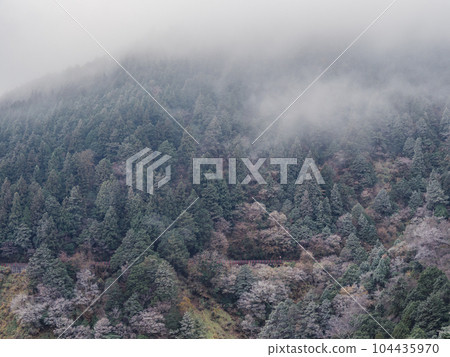 太平山森林遊樂區 104435970