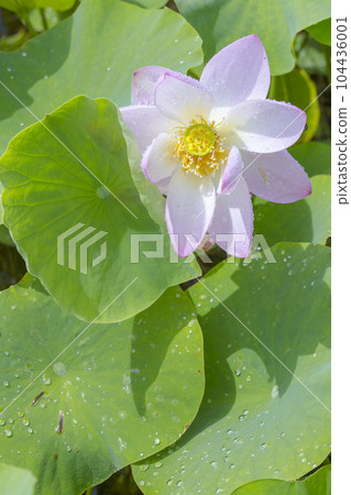 粉紅色的荷花，雨後綻放，美麗極了 104436001