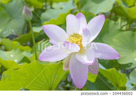 Pink lotus flowers that bloomed beautifully after the rain Pink lotus flowers that bloomed beautifully after the rain 104436002