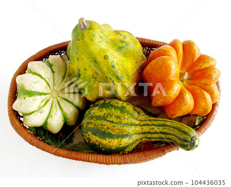 Italian toy pumpkin with a cute shape 104436035