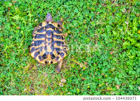 Eastern Hermann's tortoise taking a walk in the park 104436071