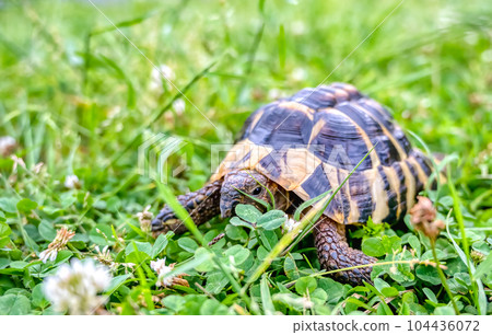 Eastern Hermann's tortoise taking a walk in the park 104436072