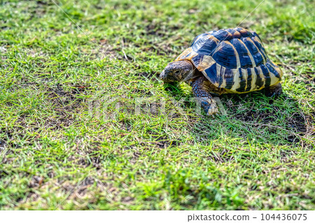 Eastern Hermann's tortoise taking a walk in the park 104436075