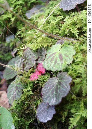 生長在苔蘚上的虎耳草 104436158