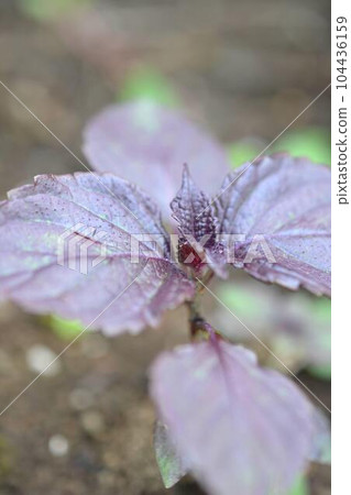 紅紫蘇芽 紅紫蘇芽 104436159