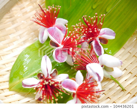 Feijoa的花 104436201