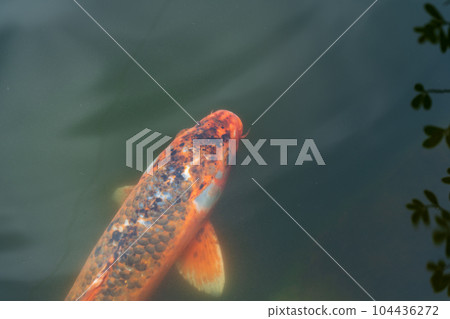 彩色鯉魚 彩色鯉魚 104436272
