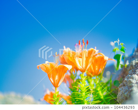 Murakami City, Niigata Prefecture Sasagawa Nagare Rock Lily Flower 104436293