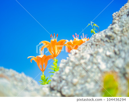 Murakami City, Niigata Prefecture Sasagawa Nagare Rock Lily Flower 104436294