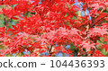 Closeup red maple leaves wind swaying in sun light nature. Red maple tree in autumn sunny day. Scenery, meditation, calm landscape. Abstract fall season background. Natural maple leaf peaceful shake 104436393