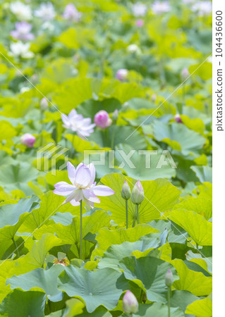 雨後許多荷花開得美麗 雨後許多荷花開得美麗 104436600