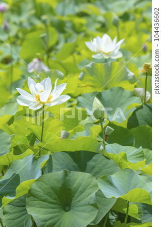 Many lotus flowers blooming beautifully after the rain Many lotus flowers blooming beautifully after the rain 104436602