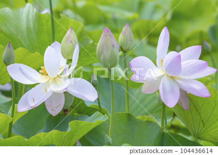Many lotus flowers blooming beautifully after the rain 104436614