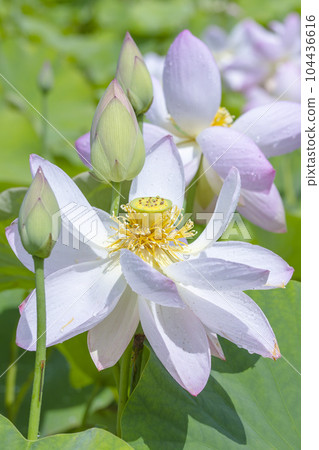 Many lotus flowers blooming beautifully after the rain Many lotus flowers blooming beautifully after the rain 104436616