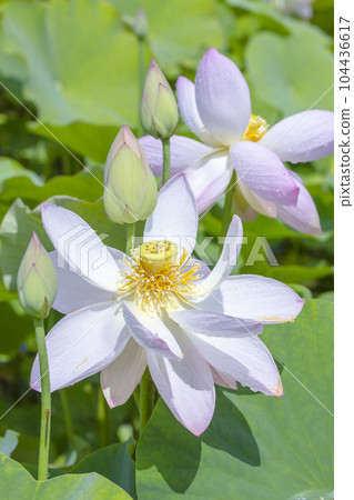 Many lotus flowers blooming beautifully after the rain 104436617