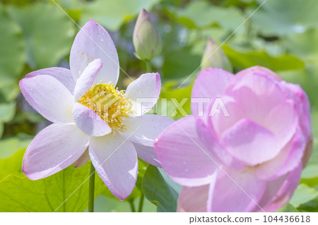 Many lotus flowers blooming beautifully after the rain Many lotus flowers blooming beautifully after the rain 104436618