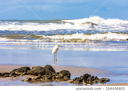 White egret perched on the beach sand with the waves White egret perched on the beach sand with the waves 104436805