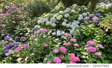Colorful hydrangeas blooming on the slopes <Katahara Onsen Hydrangea Village/Gamagori City, Aichi Prefecture> Colorful hydrangeas blooming on the slopes <Katahara Onsen Hydrangea Village/Gamagori City, Aichi Prefecture> 104437005
