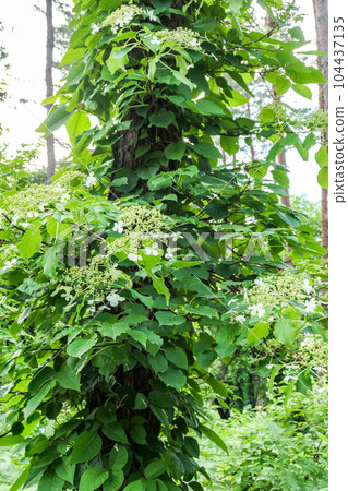 The white flowers of the hydrangea entwined with the red pine trees of Hachimantai, a climbing plant that can reach a height of 10 meters 104437135